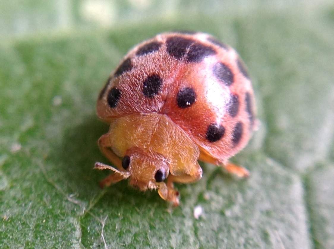 28-spotted potato ladybird