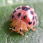 28-spotted potato ladybird