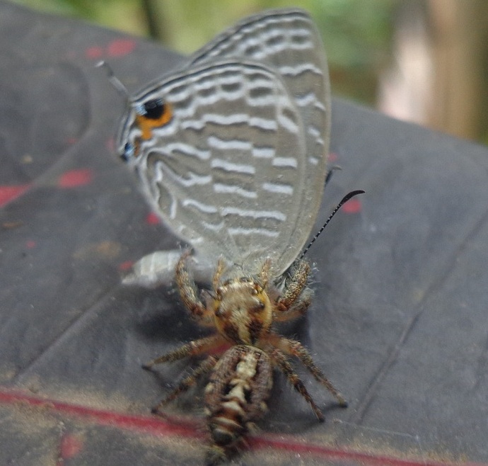 Coomon Cerulean being hunted by a jumping spider
