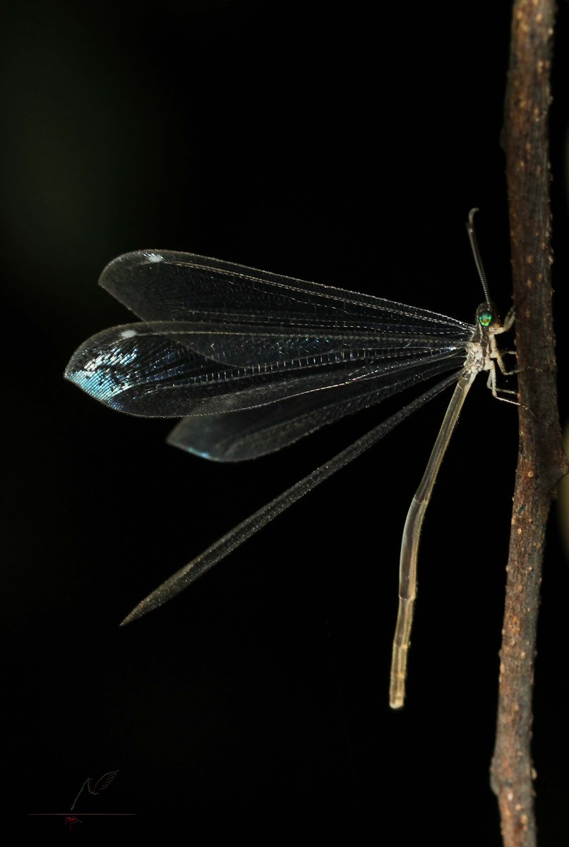 Antlion