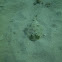 Lesser electric ray