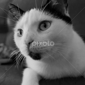 Percy Watching TV by Dallas Landriault - Black & White Animals