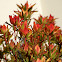 Leucadendron "Red Gem"