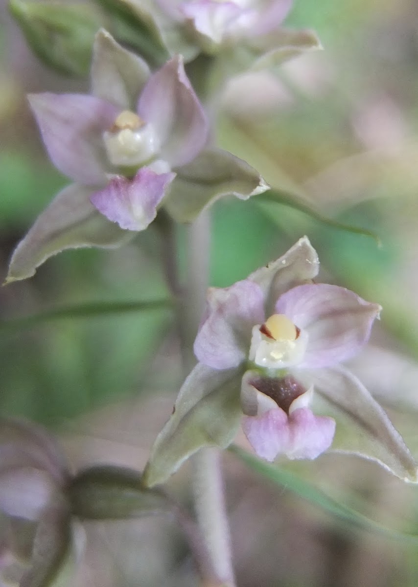 Broad-Leaved Helleborine Orchid