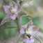 Broad-Leaved Helleborine Orchid
