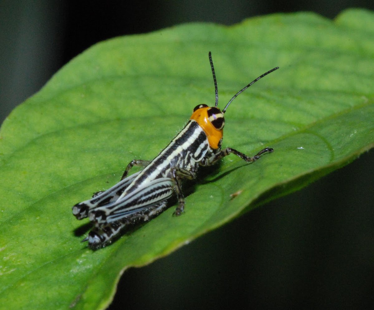 Short-horned grasshopper (nymph)
