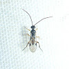 Braconid Micro Wasp