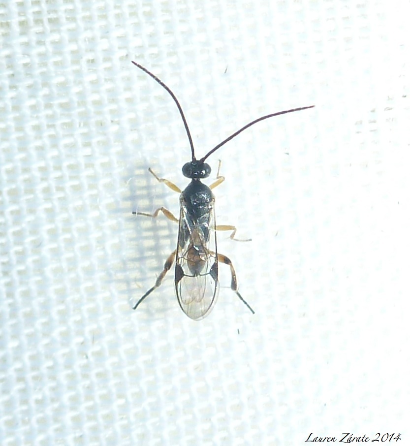 Braconid Micro Wasp