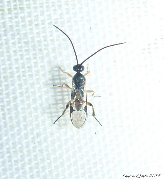 Braconid Micro Wasp | Project Noah