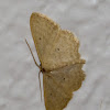 Scopula Moth