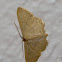 Scopula Moth