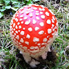 Whte spotted mushroom