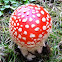 Whte spotted mushroom