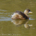 Little Grebe