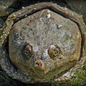 Common Snapping Turtle