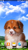 Puppy Wallpaper