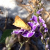 Fiery Skipper