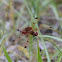 Calico Pennant, Male