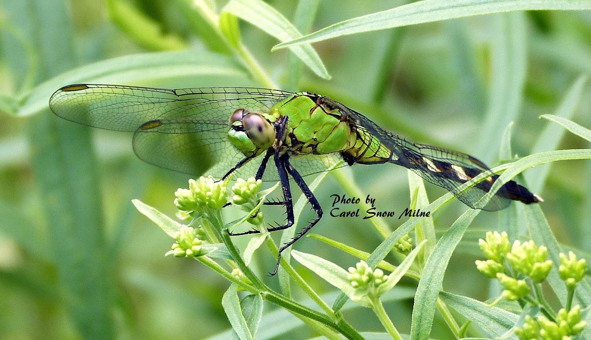 Eastern Pondhawk Dragonfly