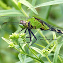 Eastern Pondhawk Dragonfly