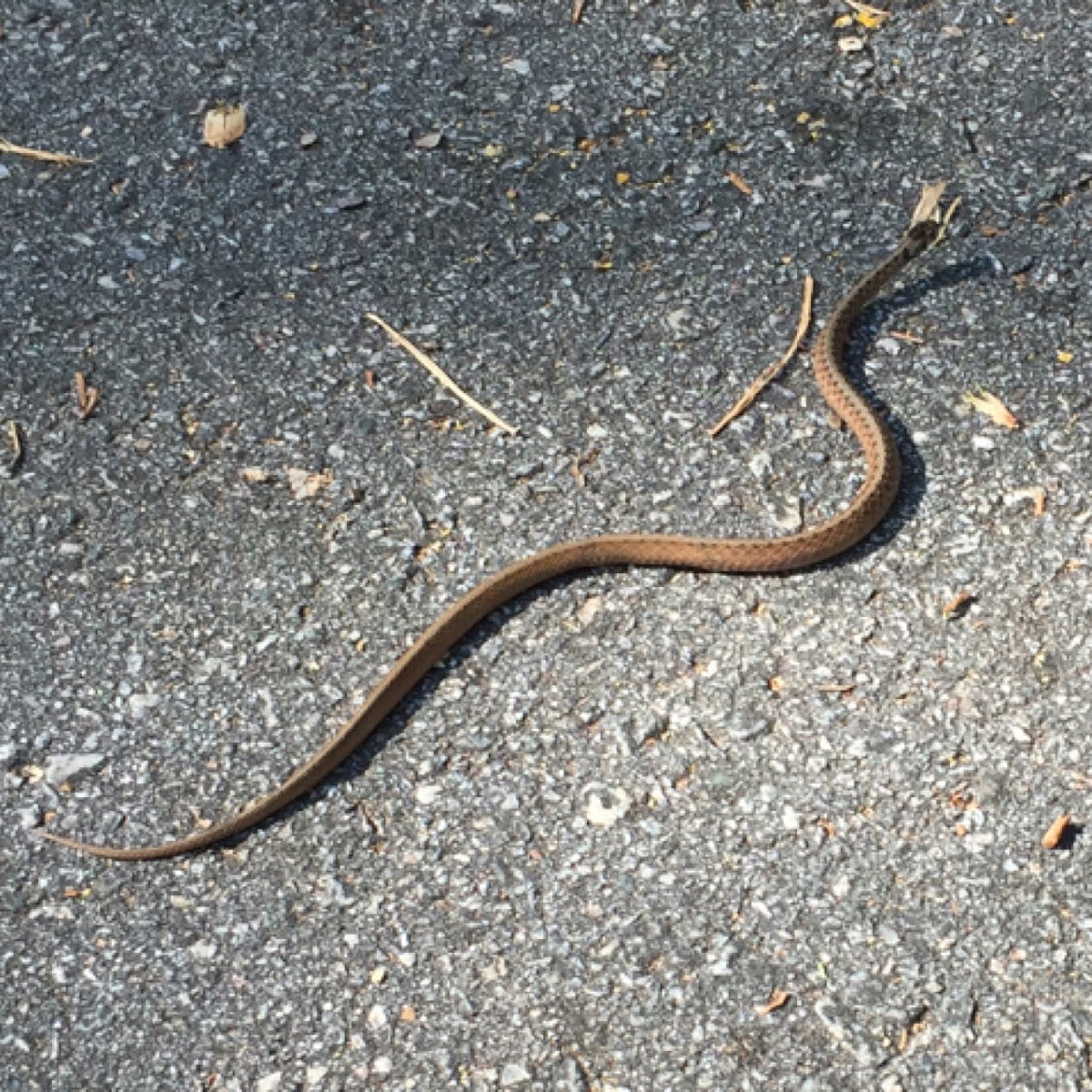 Brown Snake