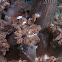 Peacock Tail Anemone Shrimp