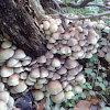 Sulphur tuft