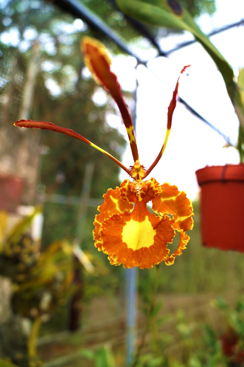 Psychopsis or Butterfly Orchid