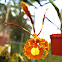 Psychopsis or Butterfly Orchid