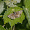 Orcus Checkered-Skipper