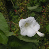 Field bindweed