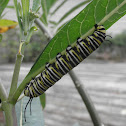 Monarch Caterpillars