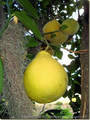 Brians pomelo tree