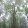 Mexican beech forests