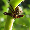 Crab Spider