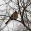 Northern Cardinal