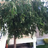 Cherry Weeping Willow