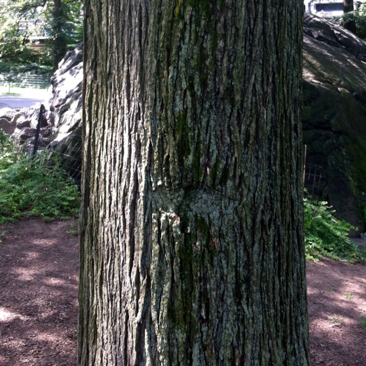 American elm