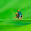 Rice Leaf Beetle