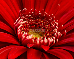 Center of Red by Dale Frazier - Flowers Single Flower