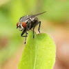 Tachina fly