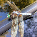 Blue Dasher-dragonfly