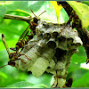 Tropical Paper Wasps and Nest