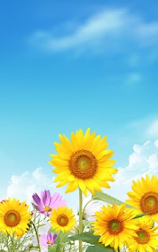 夏の花は壁紙を生きる Androidアプリ Applion