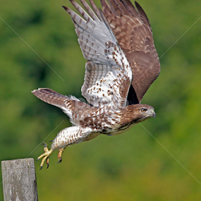 Red tailed hawk  by Paul Wyman - Animals Birds