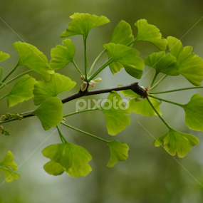 Ginkgo biloba  by Zlatko Ivancok - Nature Up Close Leaves & Grasses