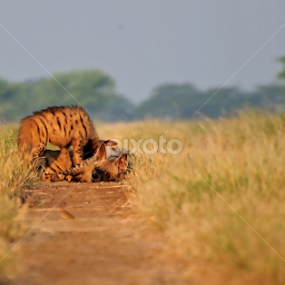 The Hyena Cub Fiding  by Vishal Dave - Animals Other Mammals