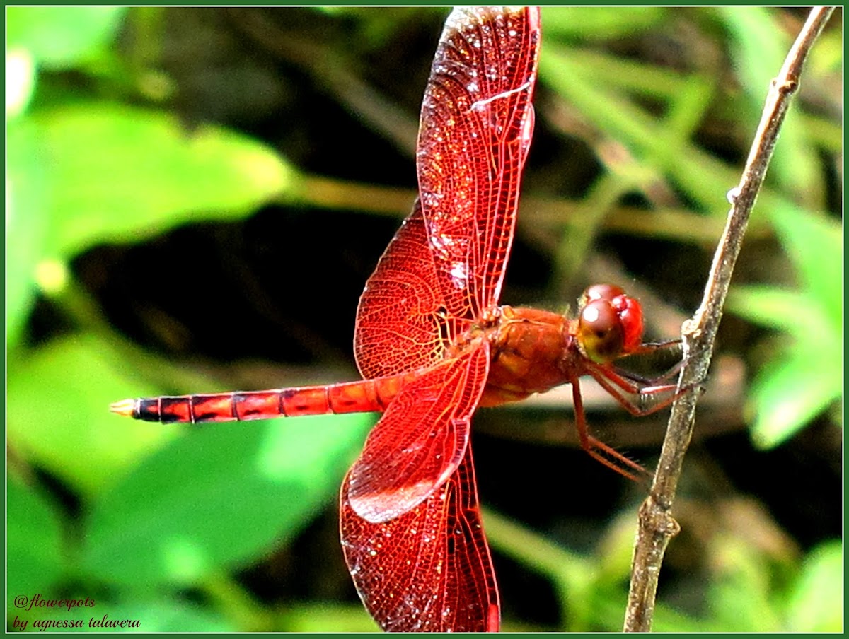 Straight-edged Red Parasol ♂