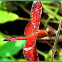 Straight-edged Red Parasol ♂