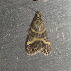 Crambid moth